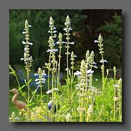 salvia uligonosa [800x600]